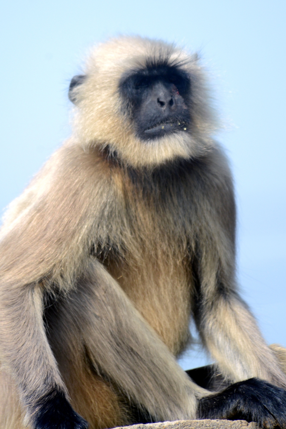 watching, #animals#photooftheday#ameteur photography, 