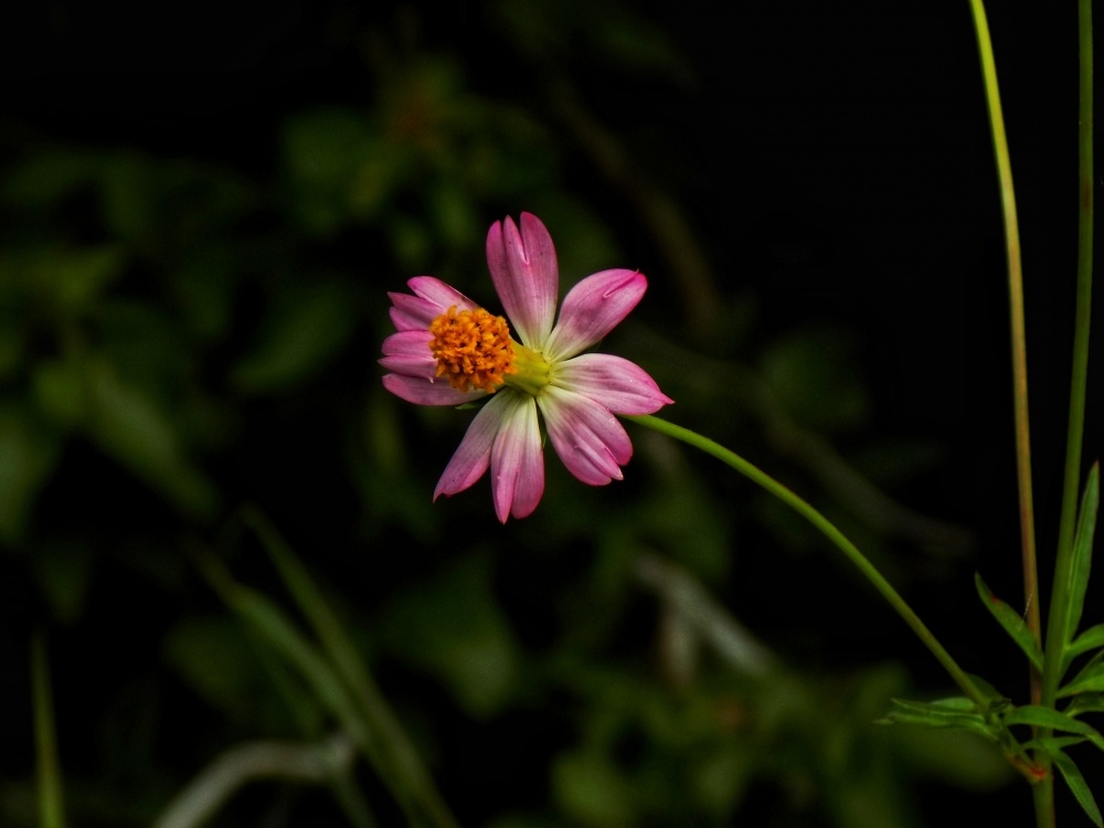The flowers, #Flowers #Nature #hdclicks #photooftheday #winter #background #fullHD #landscape #wildflowers 