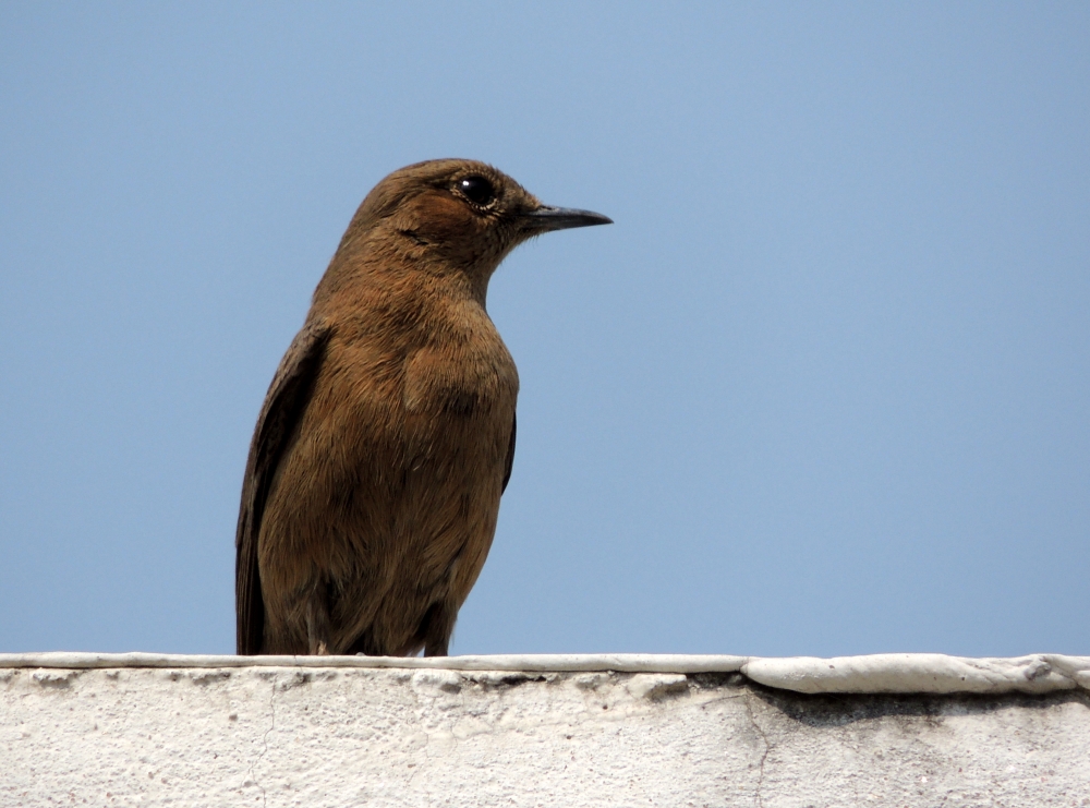 Robin on the wall, Bird, robin, wall, Sky, Solo, downward up, beautiful, 