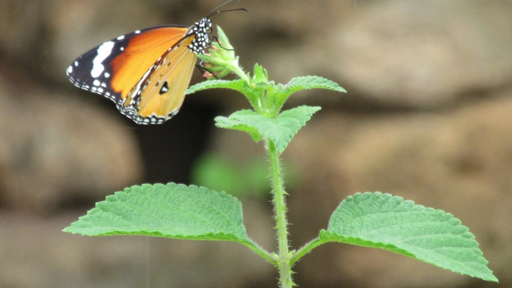 BUTTERFLY, butterfly, 