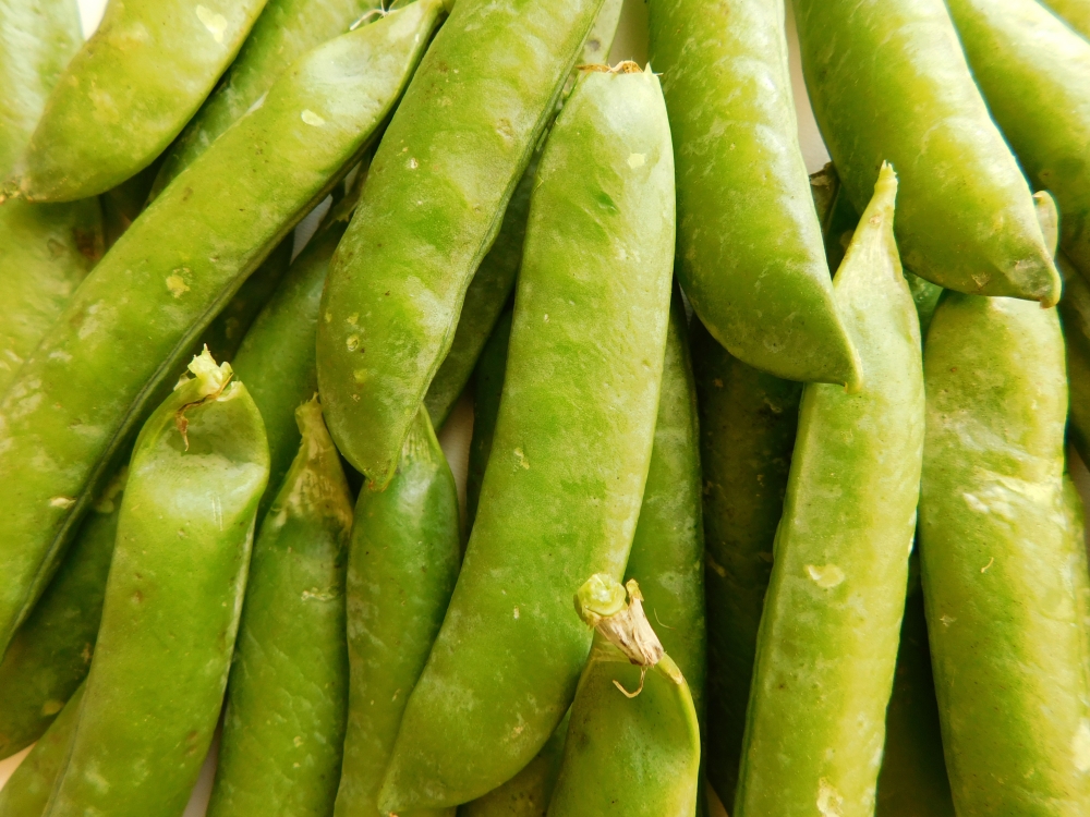Peas, agriculture, background, bean, open, sweet, fresh, healthy, legume, food, leaf, green, harvest, organic, diet, eat, vegetable, isolated, seed, pod, plant, raw, group, white, pea, pile, close, clean, circle, agricultural industry, agricultural
