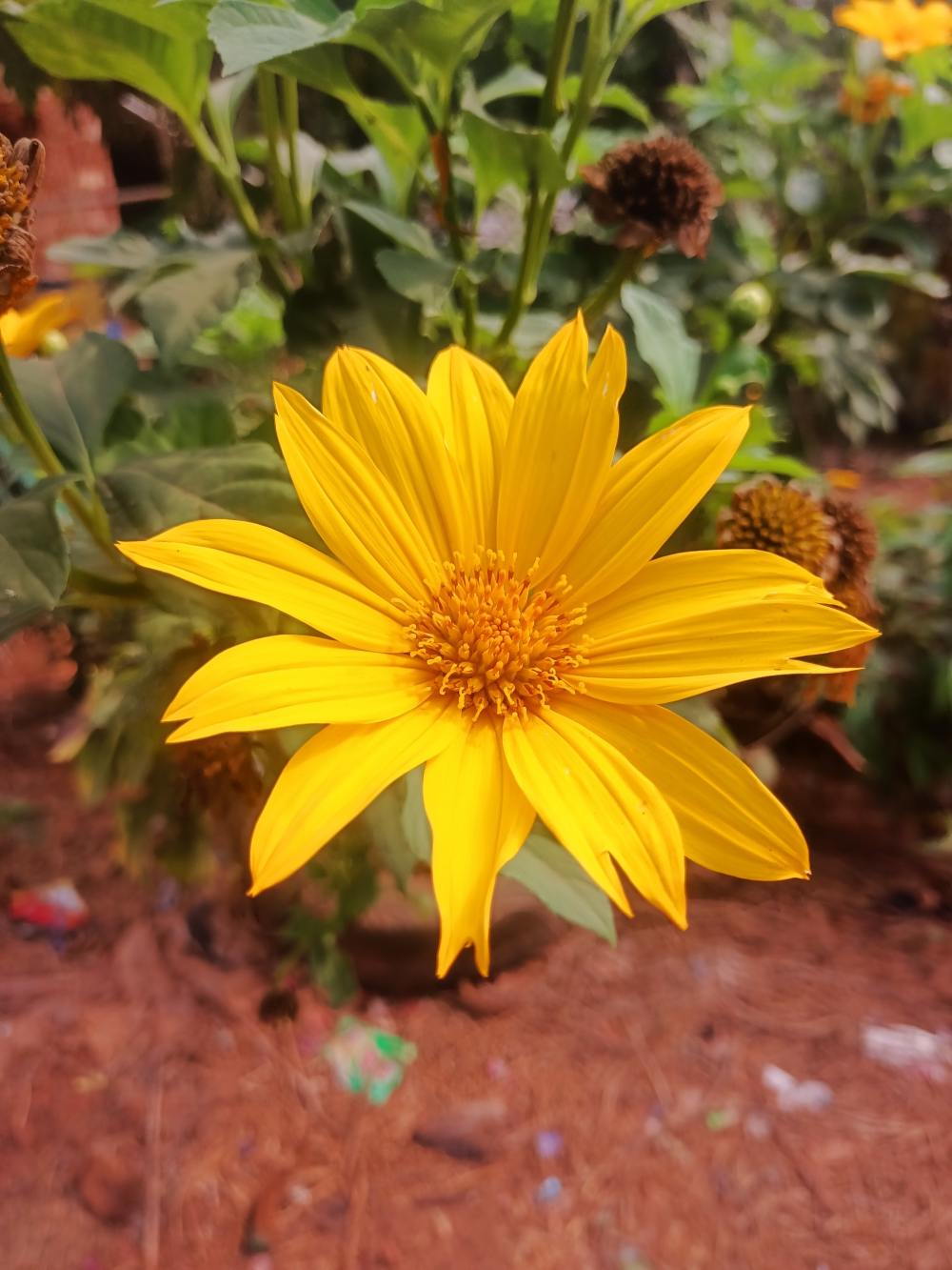 Goa, Nature
