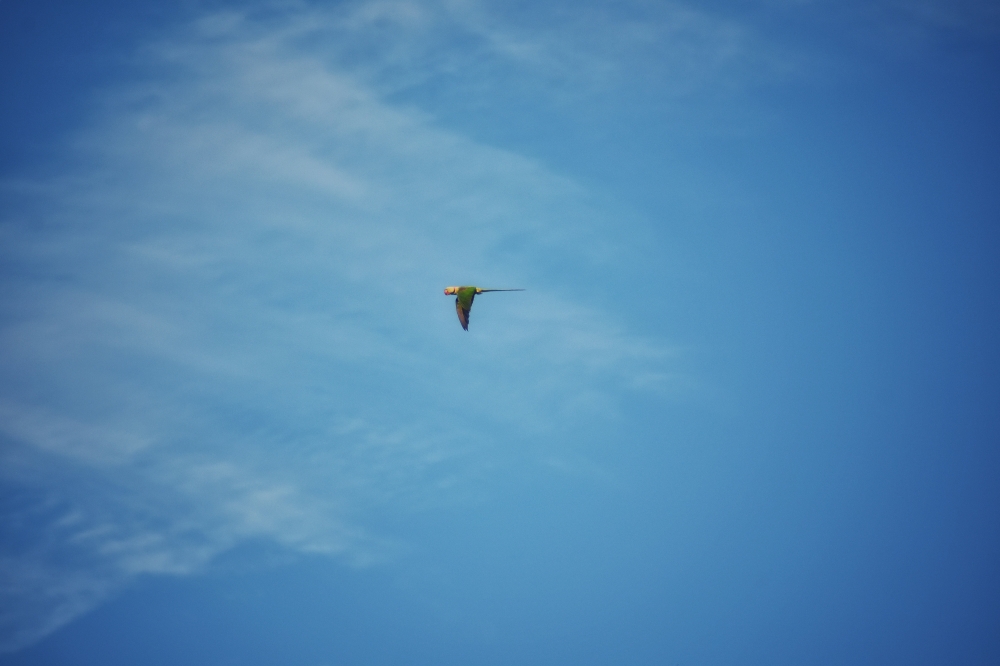 Udhan , #nature #photography #love #instagood #photooftheday #travel #sky #beautiful #art #naturephotography #like #landscape #sunset #photo #picoftheday #instagram #sun #beach #life #winter #sea #fun #cute #clouds #happy #naturelovers #summer #bhfyp, 