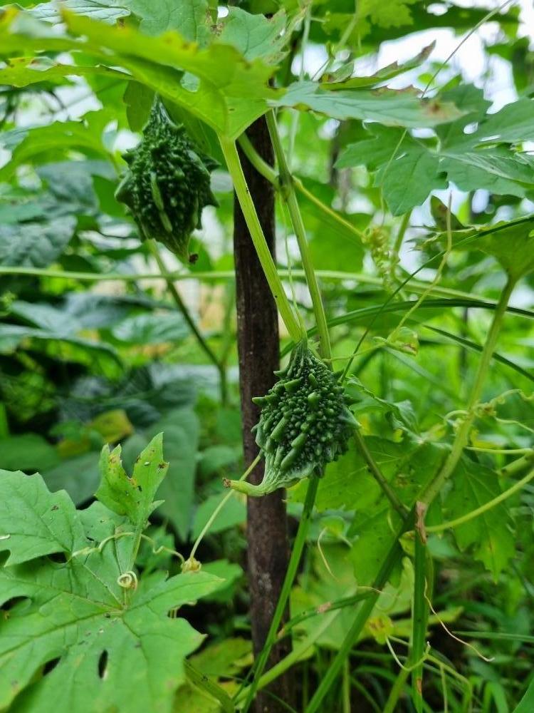 bitter gourd, #food