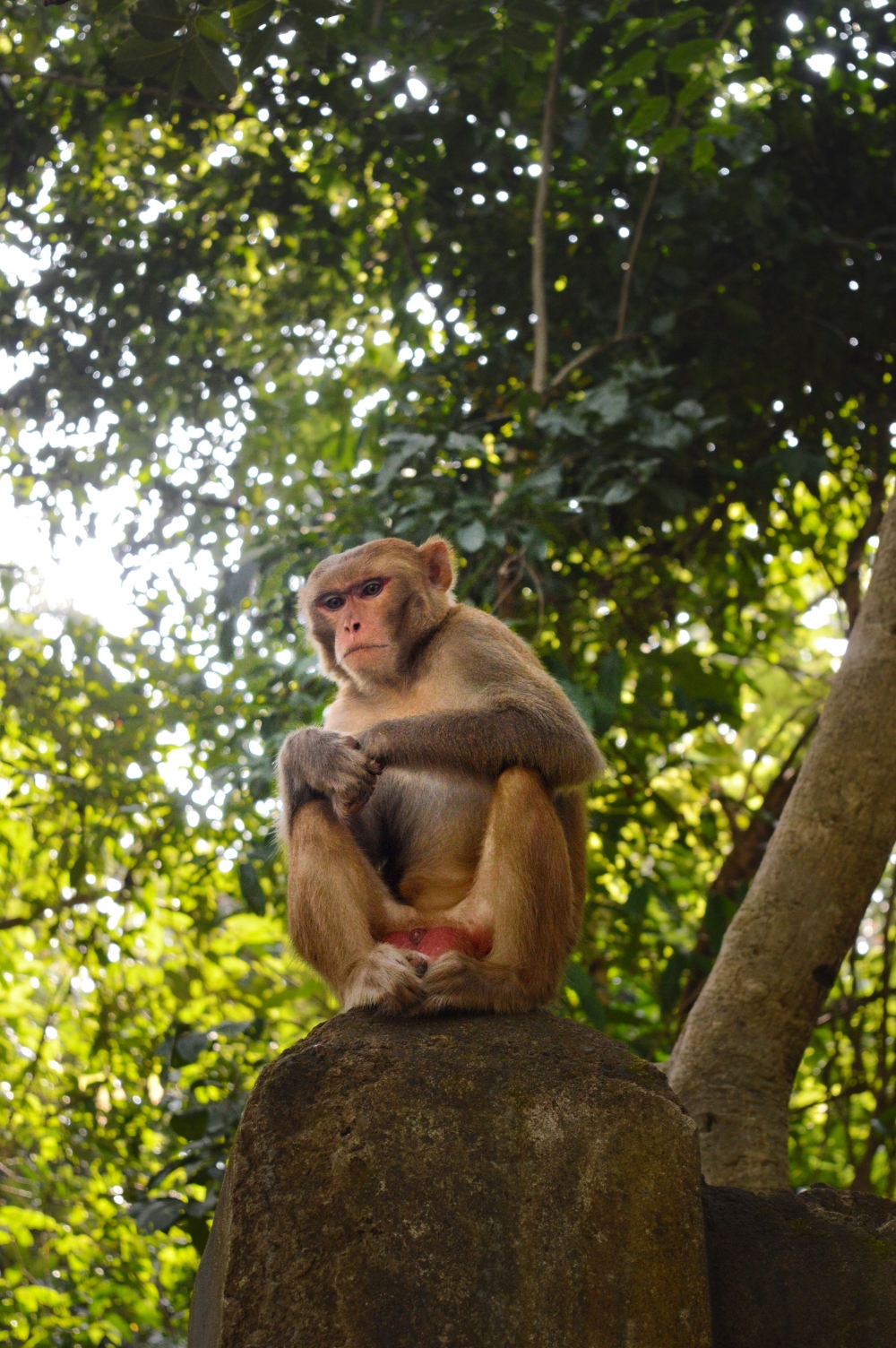 Monkey, tirathgarh waterfall #Tirathgarhwaterfall #tirathgarh_waterfall #kvnp #kangervalley #kangervalleynationalpark #junglesafari #bastar  #unexploredbastar #nikonindonesia #nikonindia #nikonindiaofficial #nikond3200 #munna_baghelphotography #tirathgarh_waterfall #tirathgarhwaterfall  #nature #naturelovers #landscape #sutterstock #shutterstockcontributor #instagram #gochatishgarh #chhatishgarh #travel #monkey #siting #wildlife#animals