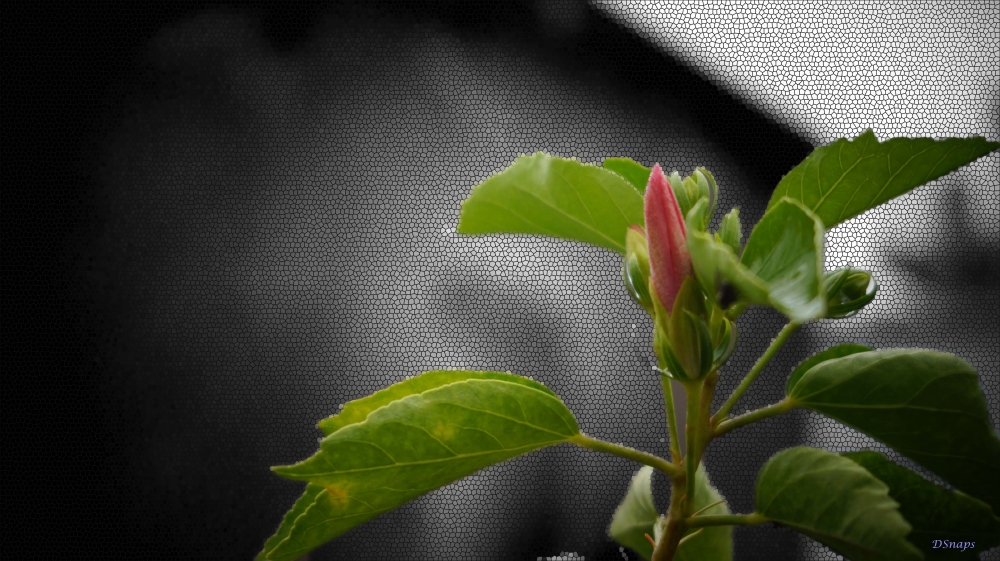 Hibiscus, hibiscus, Red hibiscus, Flower, Nature, 