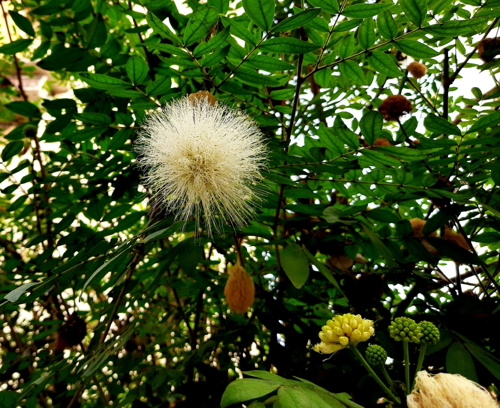 Flower , just like a brush, Flower, Bud, brush, Nature, Leaf, White Flower, Green, yellow, wallpaper, 