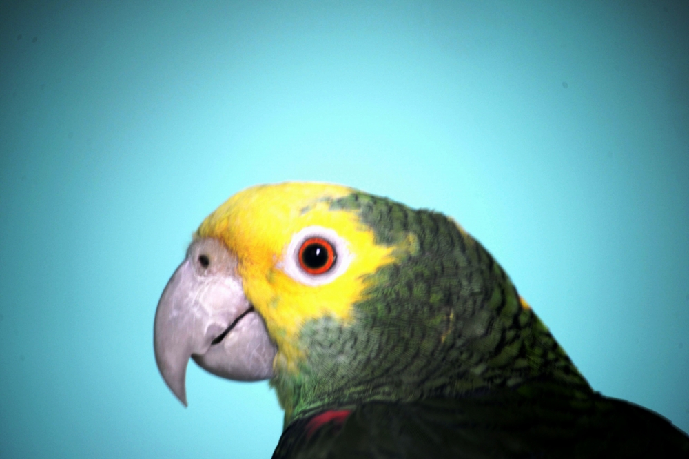 portait of a bird, #bird#portrait#nikon