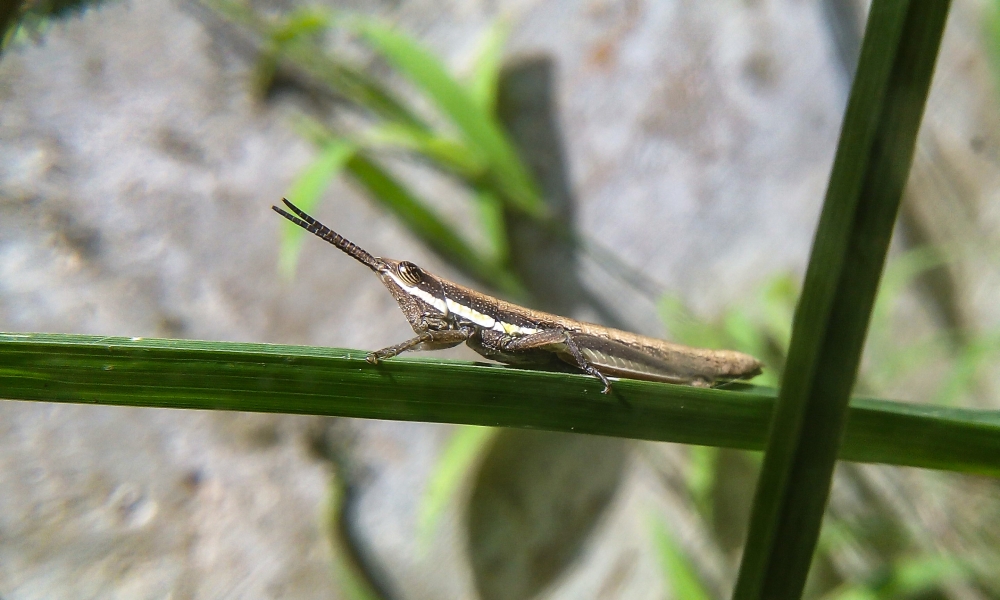 grasshopper, grasshopper,animal,insect,green
