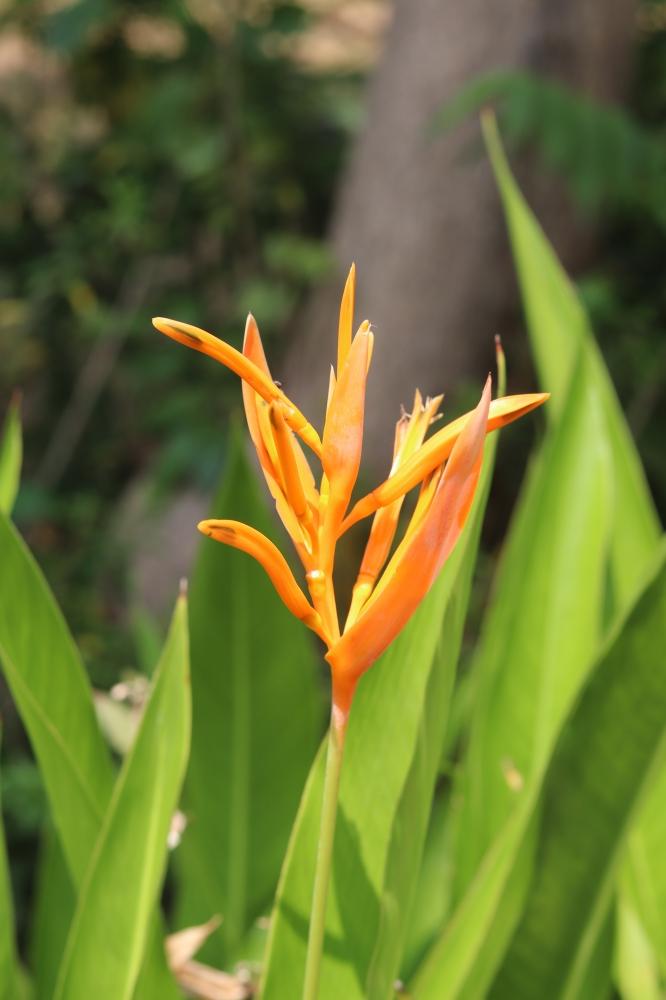 Orange flower in higher mountains, Beautiful, flower, blue, orange, hills, green, landscape