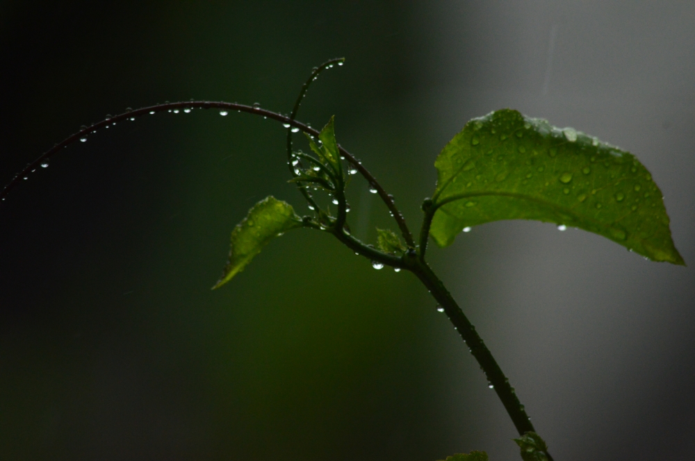 Rain drops on leaf, waterdrops, waterdrops on leaf, plant, nature, Macro photography, macro, green, 