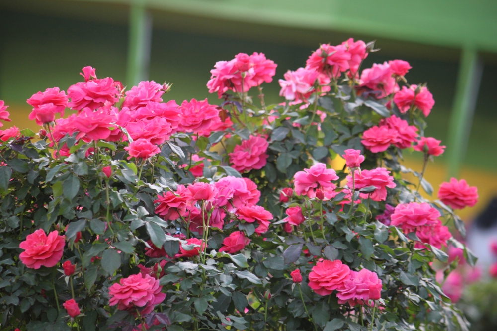Rose flower, rose flower, 
