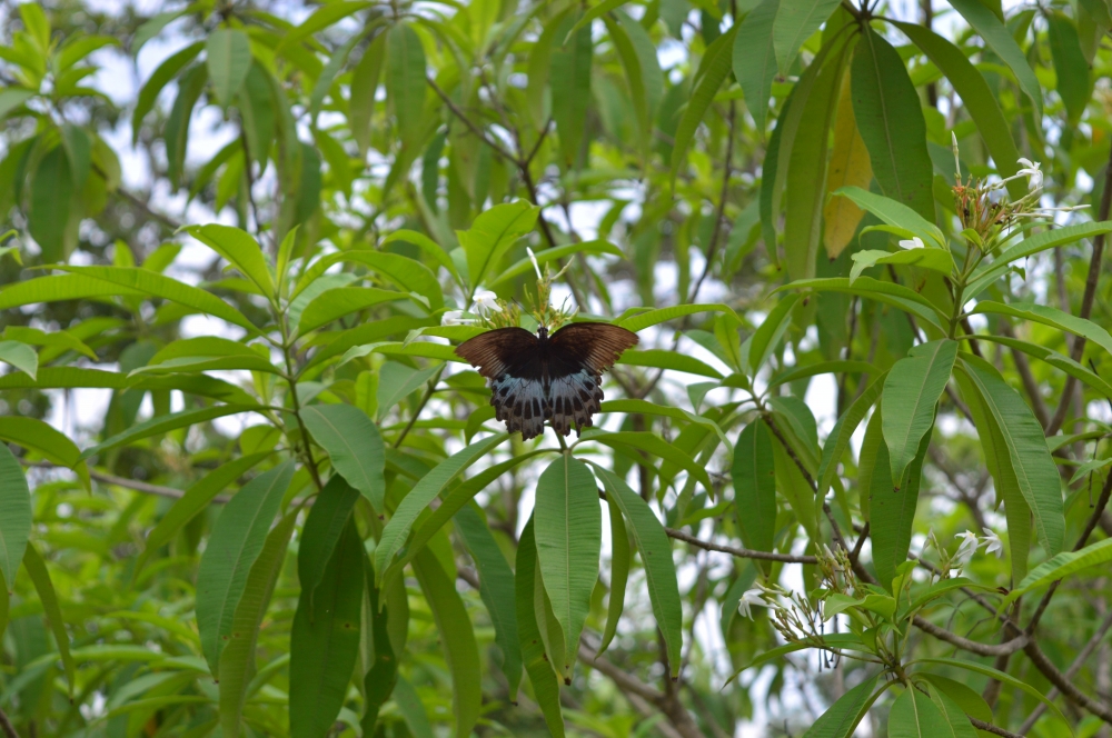 butterfly , butterfly nature landscape background hdclicks, 