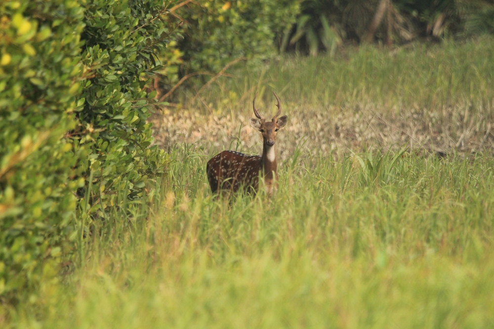 Spotted Deer , Beautiful,  spotted,  Deer,  Grass,  green