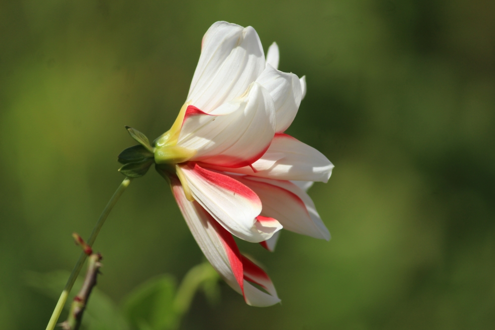 Autumn flower, Late autumn,flowers