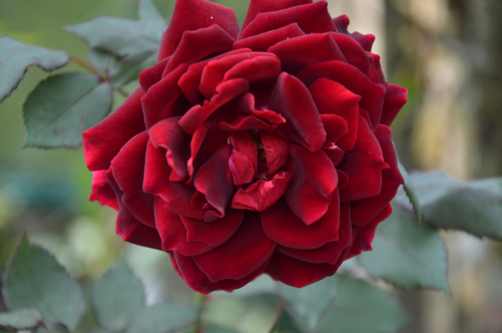 QUEEN OF  FLOWERS - ROSE, ROSE, rose flower, Red, Leaf & Petal, lot of petals, LOVE, queen, Nature, decoration, BEAUTY,