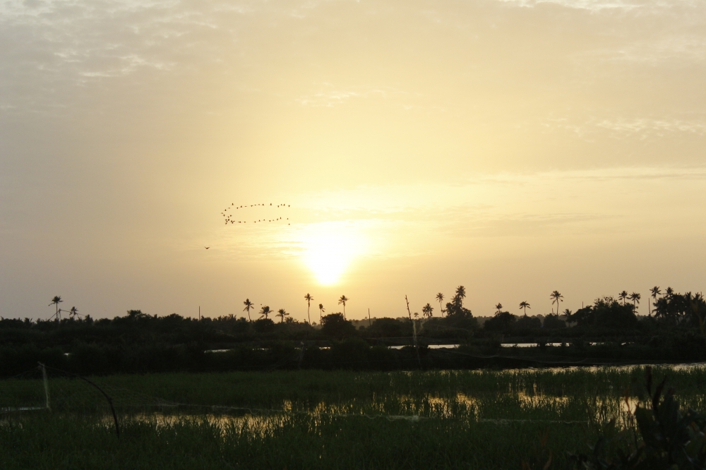 wide view of Kadamakudi , nature birds sunset 