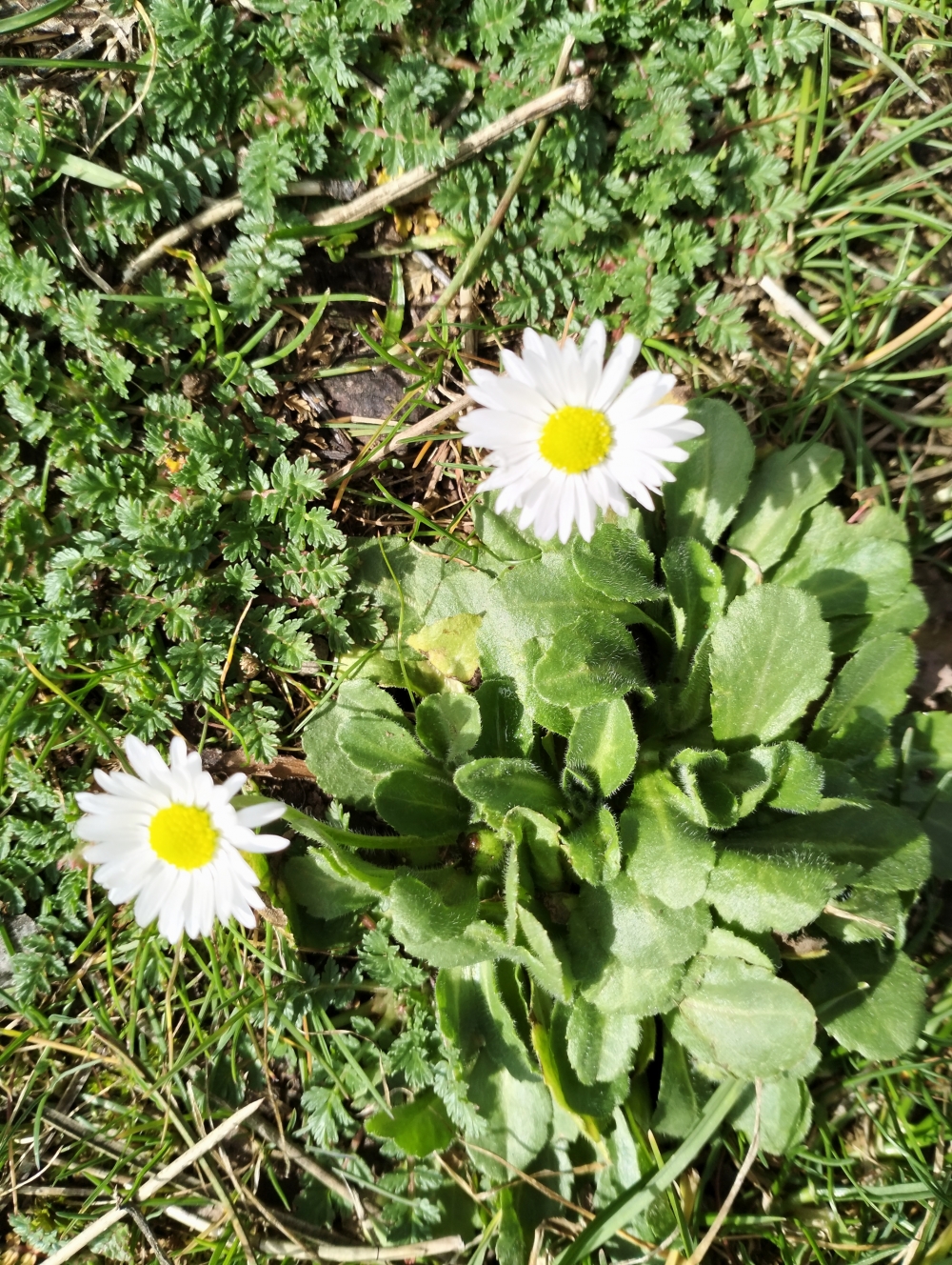 Flowers, flowers 