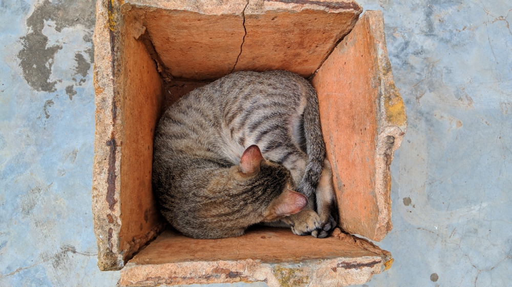 Cat in pot, #Nature #background #wallpaper #hdclicks #fullHD#fksayyad @f.k.sayyad, 