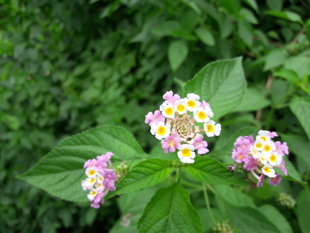 FLOWER , Colour of the flowers 