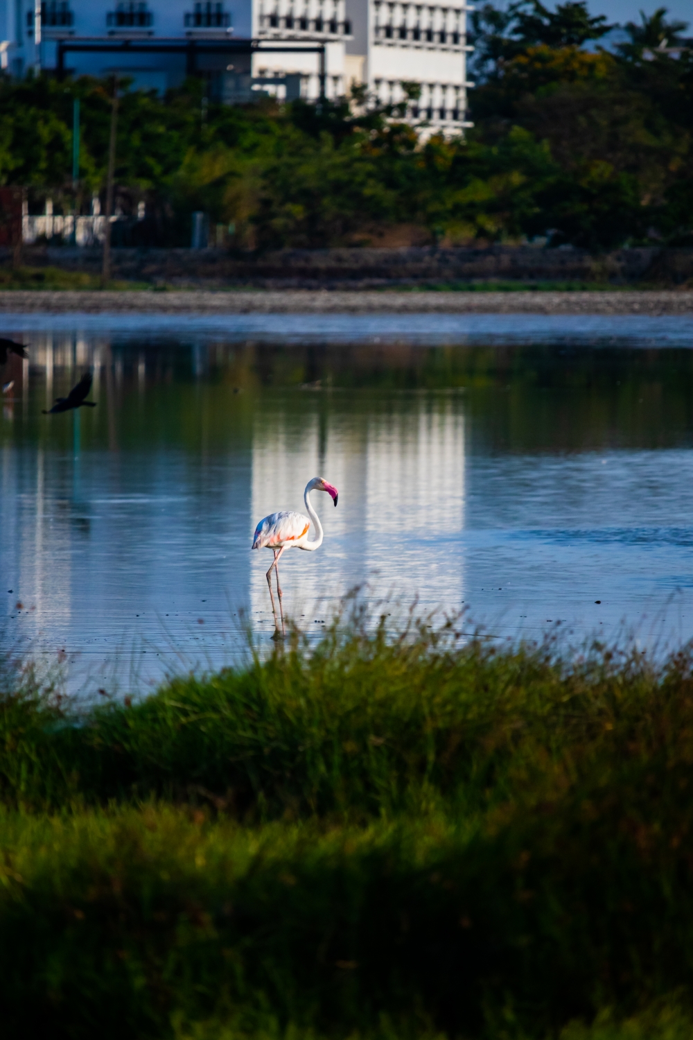 Alone Flamingo , Bird, birds, Flamingo, flamingos, wild, wildlife. 
