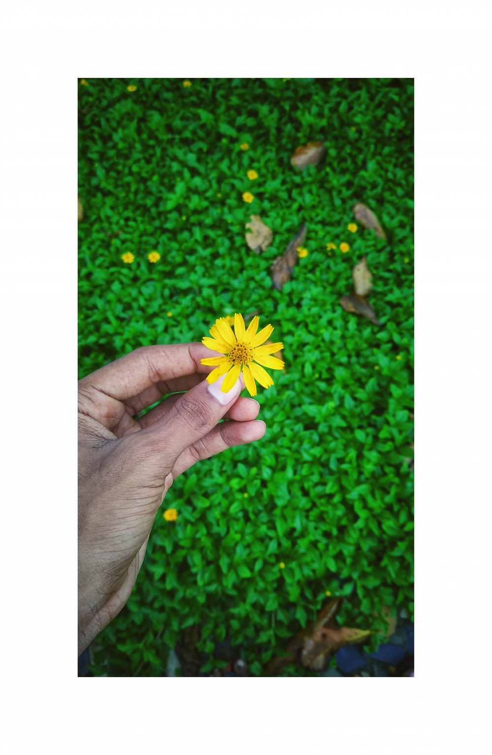 Flowers, #Nature #background #wallpaper #hdclicks #fullHD#fksayyad @f.k.sayyad, 