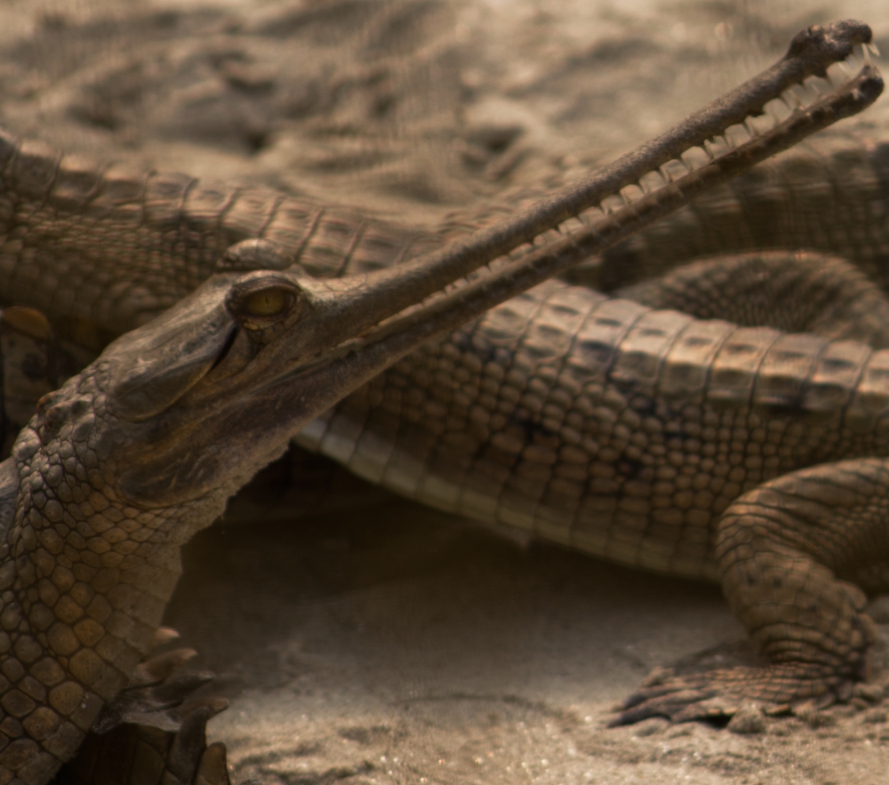 Baby ghadiyal, ghadiyal, ghariyal, Baby, crowd, bunch, snout, Eyes, teeth, 