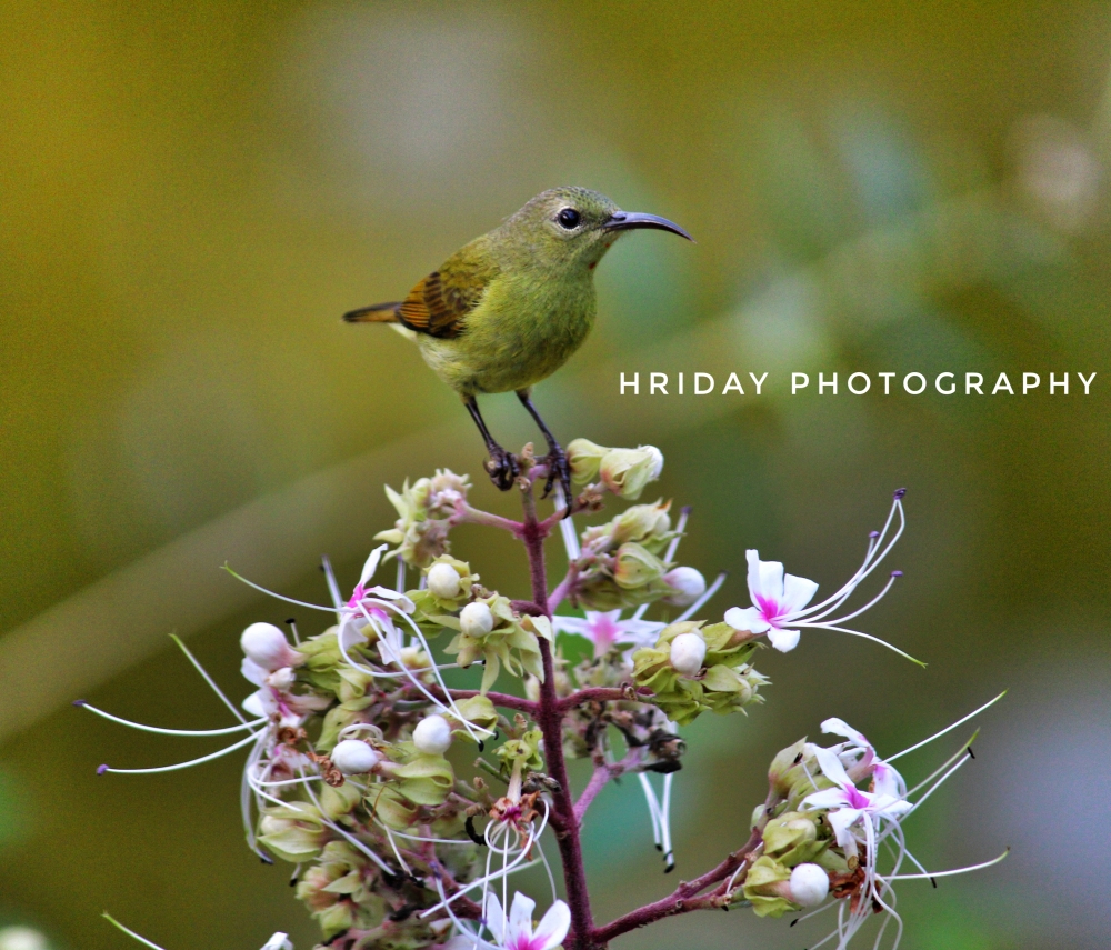 GREEN BIRDS , *