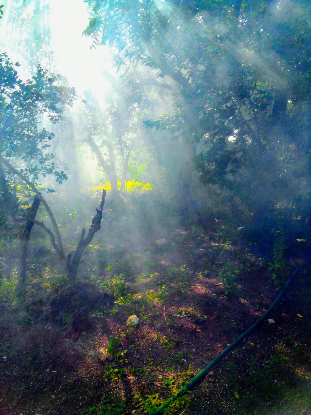 Morning, #flower #rose #natural #beautiful #water_drop  #mobile_photography, 