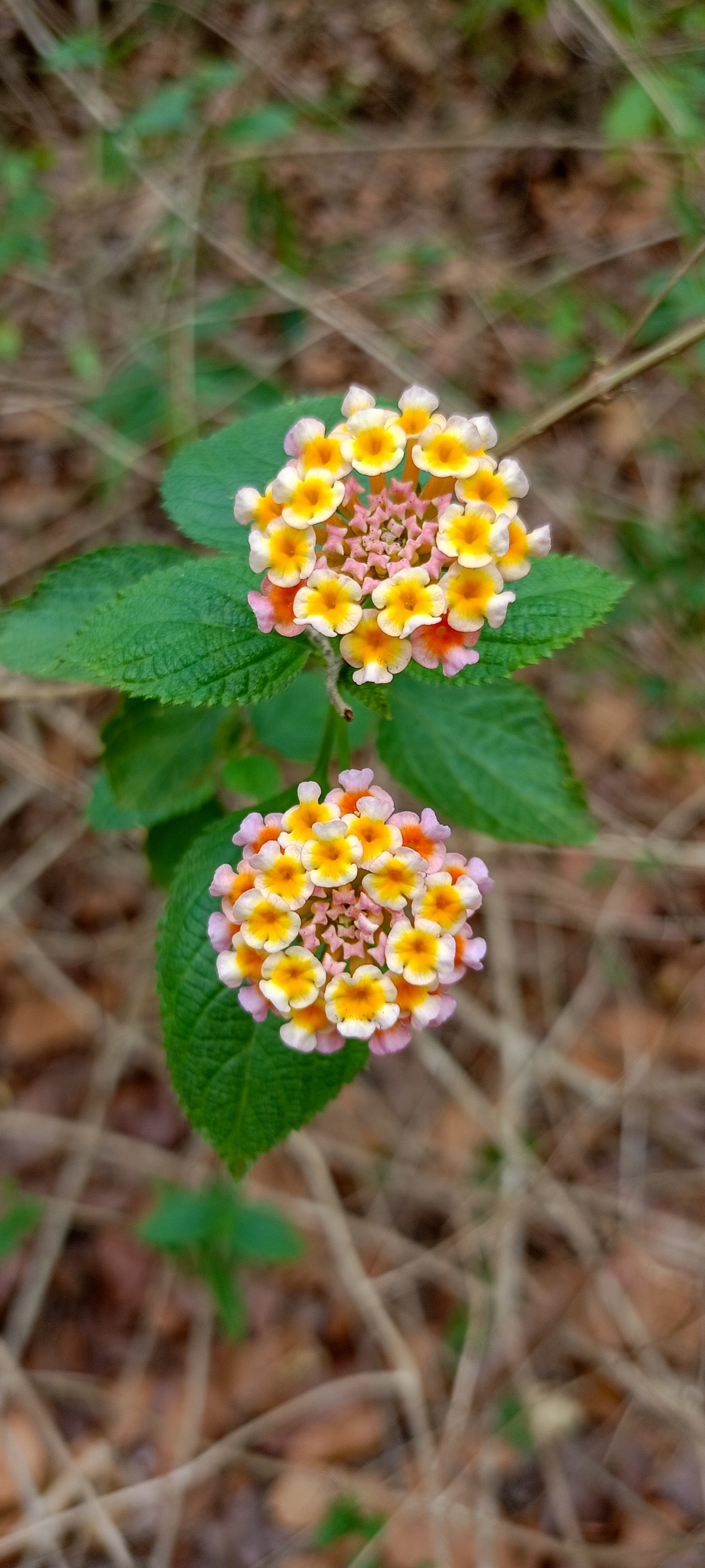 West Indian Lantana flowers 2, West Indian Lantana flowers , nature landscape background sunrays hdclicks nikongair lake reflection photos Bastar chhatishgarh sky clouds photooftheday naturephotography, summer tirathgarh waterfall waterfalls indianwaterfall  nationalpark kangervalleynationalpark Raipur CG forest HD wallpaper view kangervalley tirathgarh waterfall waterfalls jungle Bastar Chhattisgarh photosoftheday photo gallery wallpaper view kangervalley instapicture instagood viralpic, #nature #photography #love #instagood #photooftheday #travel #sky #beautiful #art #naturephotography #like #landscape #sunset #photo #picoftheday #instagram #sun #beach #life #winter #sea #fun #cute #clouds #happy #naturelovers #summer #bhfyp, 