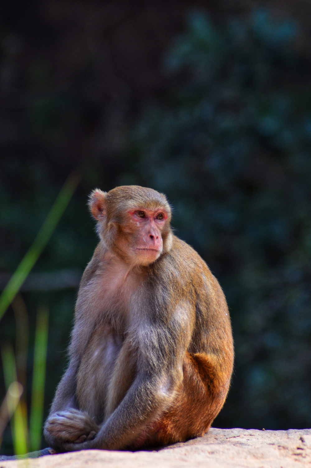 Monkey, #monkey #sitting #looking #nature #greenary #wildlife #sunset point 