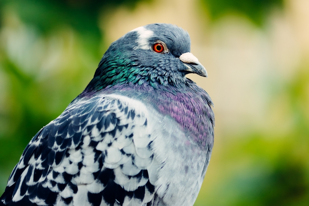 Pigeon , Pigeon, Green pigeon, Bird photography, Love birds, Photography, wild, wildlife photography, canon photography, 