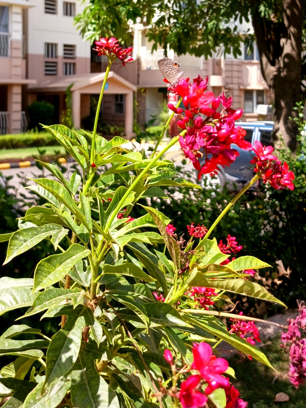 Flower , Red, flower, butterfly, garden, 