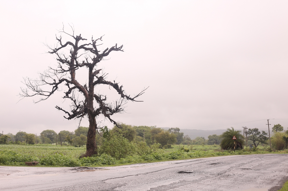 Tress, @nature @pgclick @landscape @trees @photography