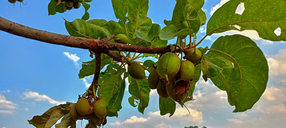 Madhuca fruit 2, #nature #photography #love #instagood #photooftheday #travel #sky #beautiful #art #naturephotography #like #landscape #sunset #photo #picoftheday #instagram #sun #beach #life #winter #sea #fun #cute #clouds #happy #naturelovers #summer #bhfyp, summer tirathgarh waterfall waterfalls indianwaterfall  nationalpark kangervalleynationalpark Raipur CG forest HD wallpaper view kangervalley tirathgarh waterfall waterfalls jungle Bastar Chhattisgarh photosoftheday photo gallery wallpaper view kangervalley instapicture instagood viralpic, 