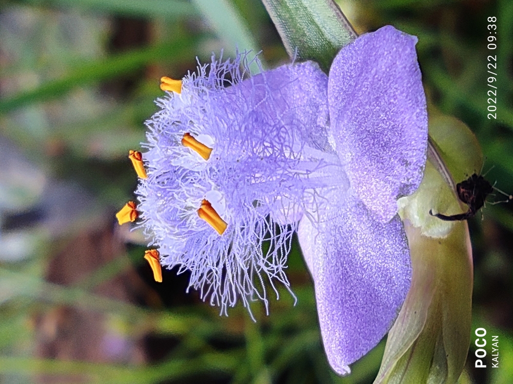 Purple colour flower , Flower, beautiful, purple, small,