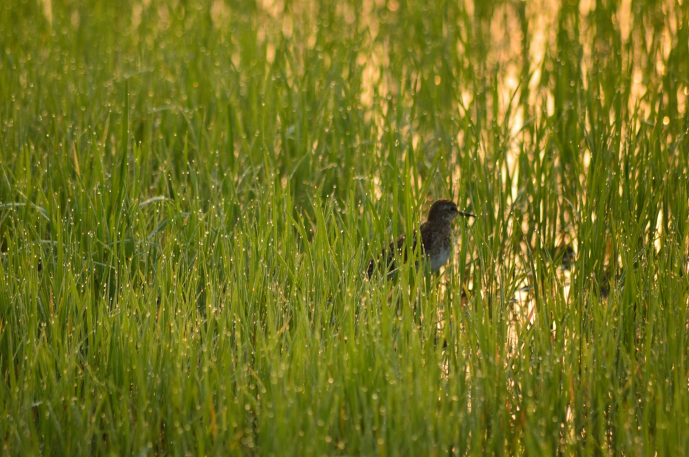 Bird, Bird, bird on food search, paddy field, waterdrops on leaf, 