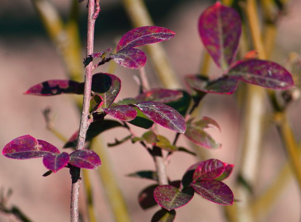 plant leaves, plant, beautiful, leaf, green; detail; grasshopper; close-up; close; insect; closeup; macro; vegetation; bali; nature; face; mantodea; bite; leg; eye; plant; catch; travel; arthropod; cricket; grass; legs; invertebrate; claws; spikes; wildlife; mouth; herb; hopper; grass hopper; leaf; arthropoda; crawly; destination; alive; creature; asia; plant-eating; bug;, 