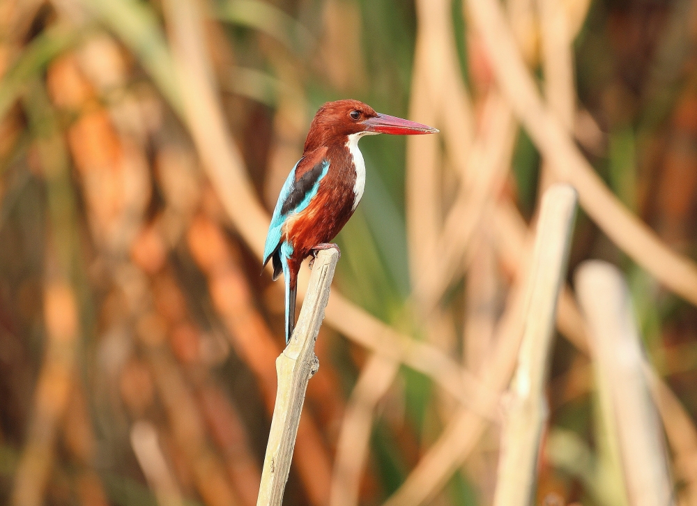 White Breasted Kingfisher , Beautiful,  colorful,  kingfisher,  