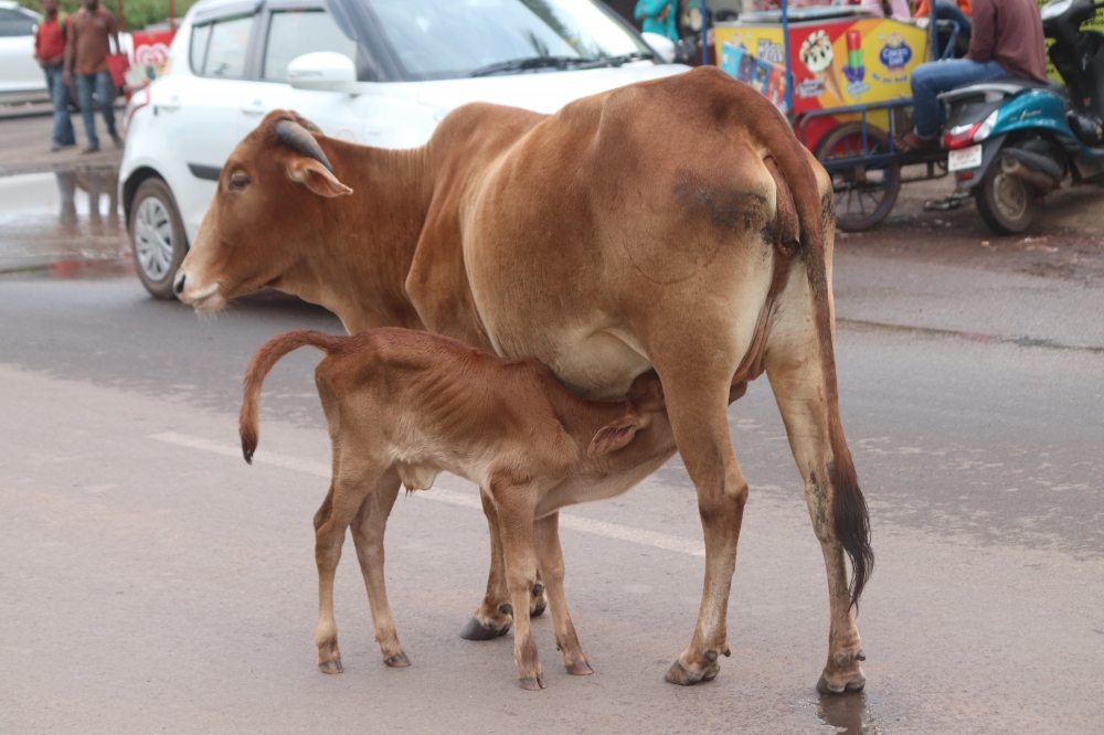 Motherly affection, Cow, calf, road, market, affection, feeding, love, brown, 