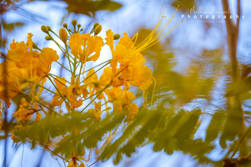 Yellow Flower, #Nature #background #wallpaper #hdclicks, Gift of nature, yellow flower, 