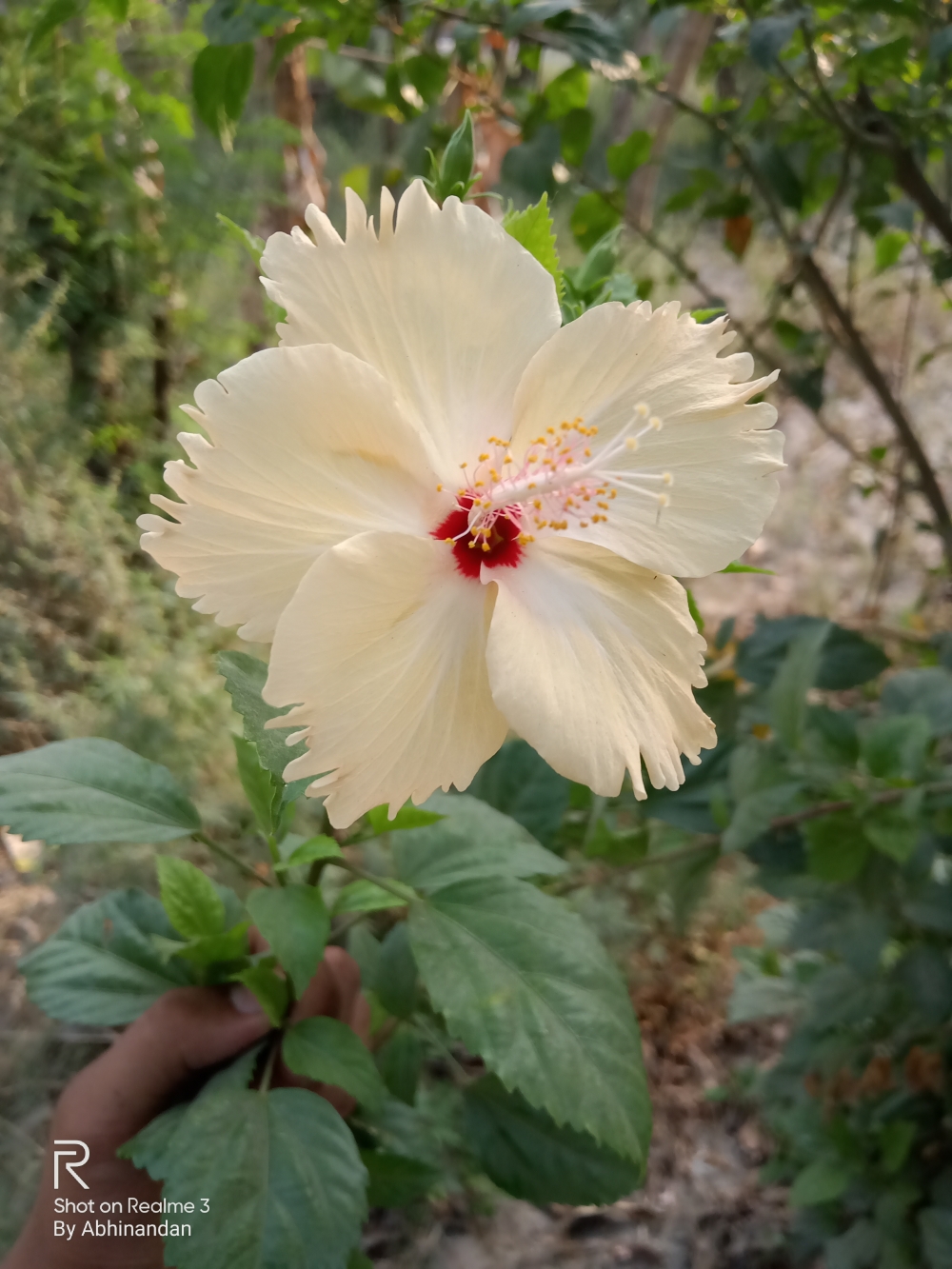 A flower 🌸 , #flower #rose #natural #beautiful #water_drop  #mobile_photography, 