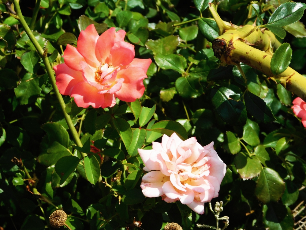 Flowers, flower, blossom, isolated, background, white, beautiful, detail, plant, closeup, nature, green, macro, floral, petal, summer, flora, botany, color, beauty, design, yellow, decoration, summertime, fresh, stamen, growth, garden, purple, blooming, outdoor