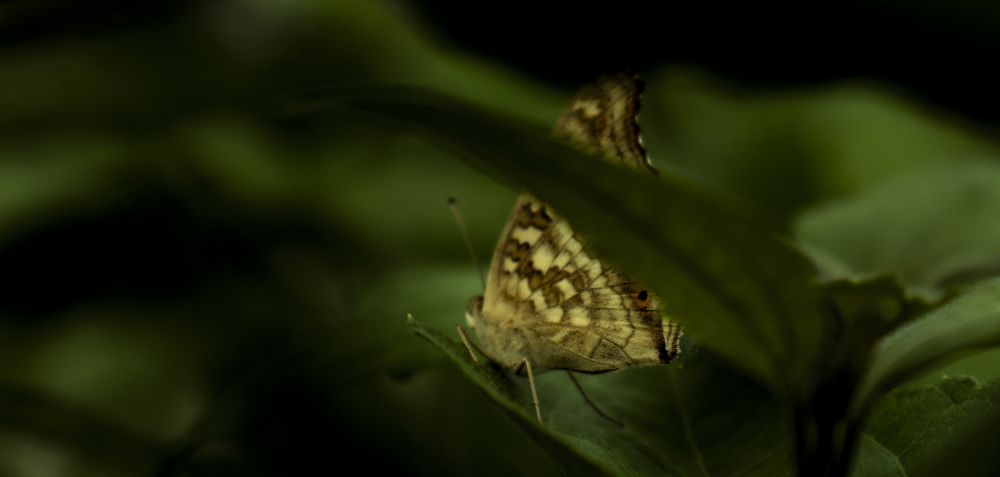 Butterfly in nature, #butterfly#love