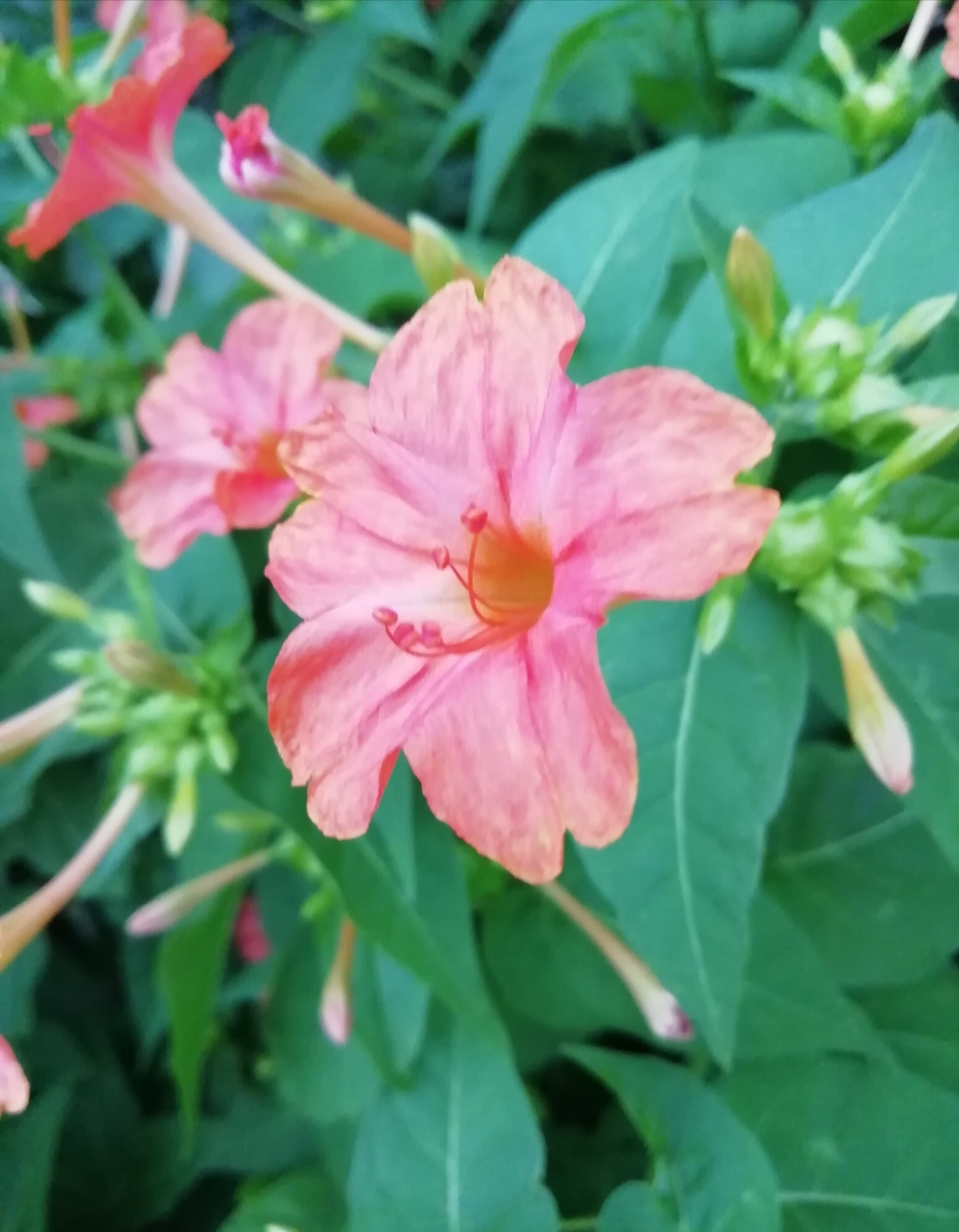 Flowers, Well crafted, 