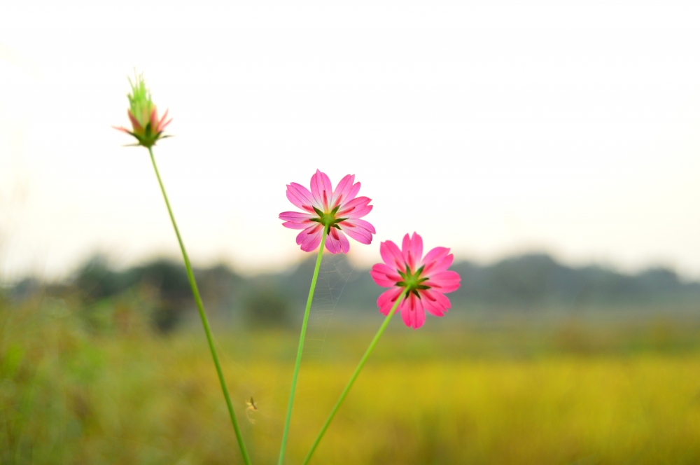 Flowers 5, Nature, Photography, Love, instagood, photooftheday, travel, Sky, beautiful, art, naturephotography, like, landscape, Sunset, photo, picoftheday, instagram, Sun, beach, life, winter, sea, fun, cute, Clouds, happy, naturelovers, summer flower photosofflowers bastar flowersphotography munnabaghelphotography forest jungle nationalpark kvnp kangervalleynationalpark jagdalpur gochhatishgarh pictureraipur wild, tirathgarh waterfall #Tirathgarhwaterfall #tirathgarh_waterfall #kvnp #kangervalley #kangervalleynationalpark #junglesafari #bastar  #unexploredbastar #nikonindonesia #nikonindia #nikonindiaofficial #nikond3200 #munna_baghelphotography #tirathgarh_waterfall #tirathgarhwaterfall  #nature #naturelovers #landscape #sutterstock #shutterstockcontributor #instagram #gochatishgarh #chhatishgarh #travel