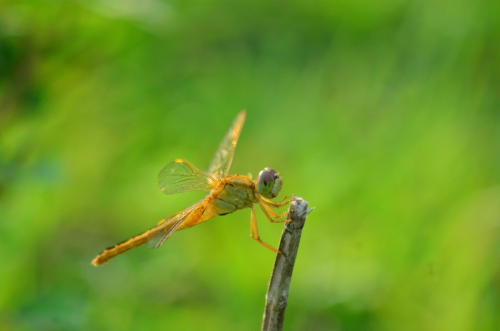 Dragonfly, dragonfly, 