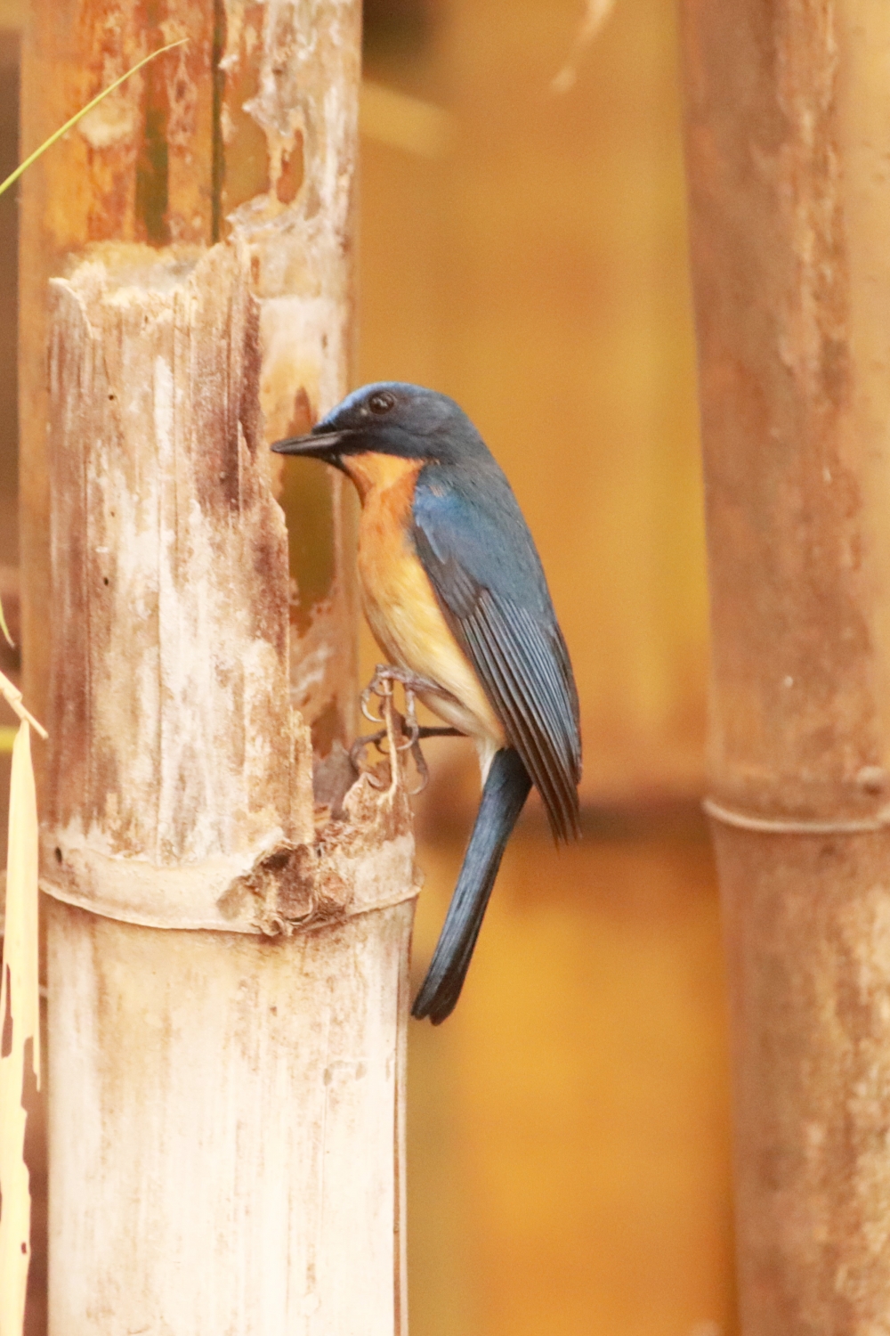 Birds in a forest, Beautiful, colorful, cute, natural, green, forest, white, brown, blue, red, sky, sea, bird