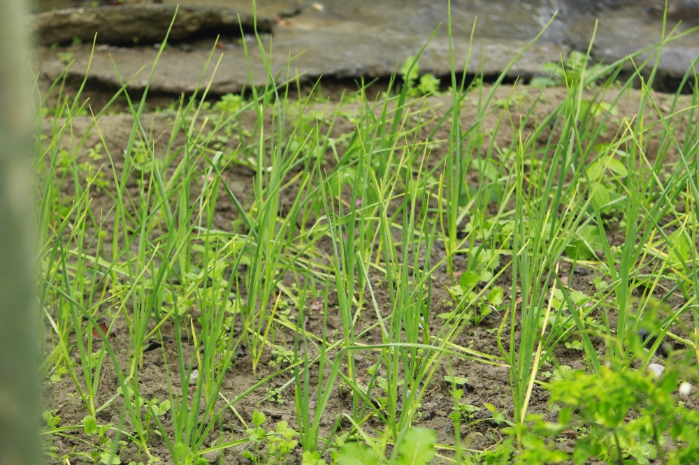 Garlic plants, garlic, #nature #paddy #rainfall #field #village, 