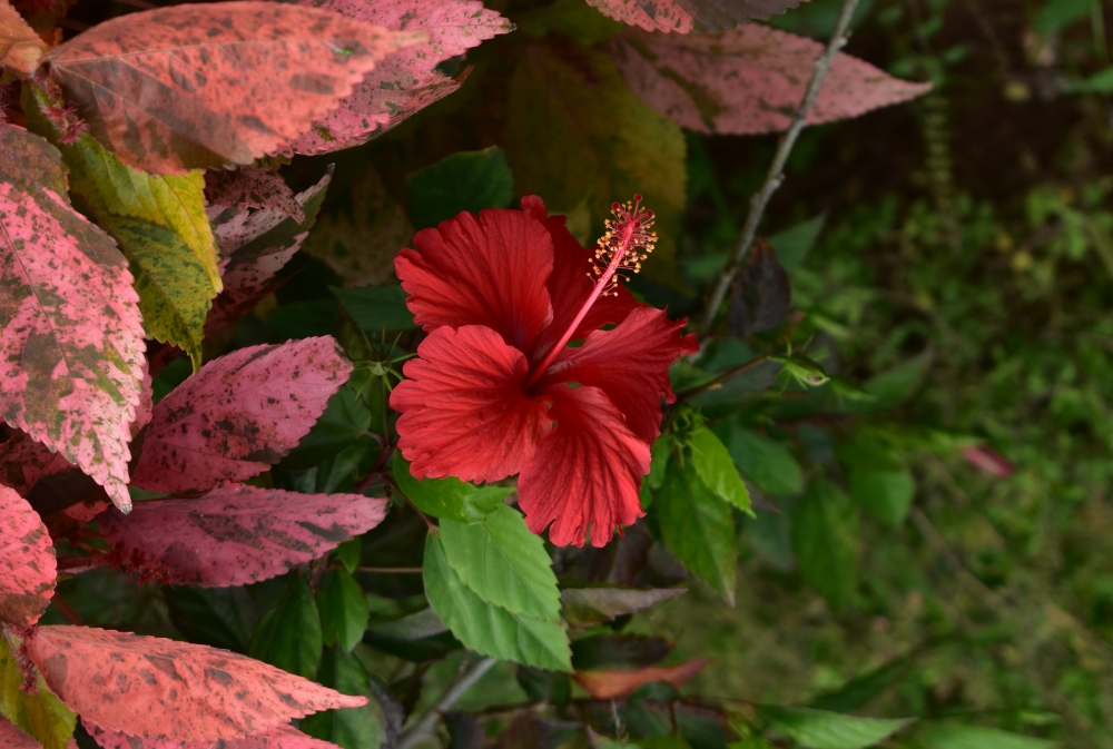 hibicus, Flower, Nature, 